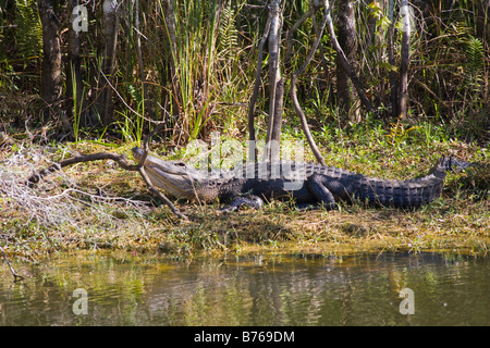 Amerikanischer Alligator Alligator Mississippiensis Sonnen am Ufer entlang Turner River Road im Big Cypress National Preserve, fL Stockfoto