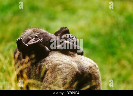 Gorilla Gorilla westlichen Gorilla Westgorilla Flachlandgorilla alten Affen Affen Spaß lustige droll Stockfoto