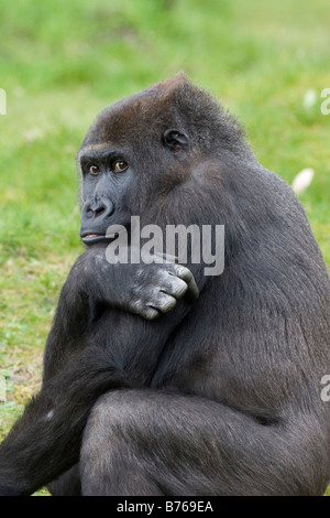 Gorilla Gorilla westlichen Gorilla Westgorilla Flachlandgorilla alte Affe Affe Stockfoto