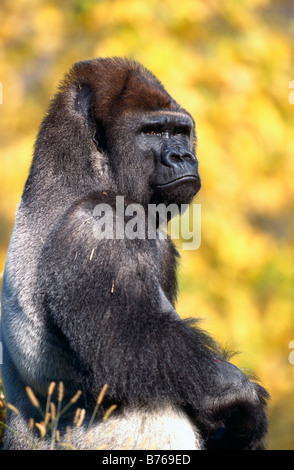 Flachlandgorilla Gorilla Gorilla westlichen Gorilla Westgorilla Menschenaffe Flachland Gorilla Westerngorilla Stockfoto