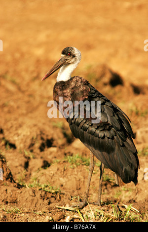 wollige necked Storch Ciconia Episcopus großer waten Vogel Südafrika Südafrika Stockfoto