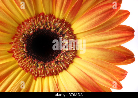 Extreme Nahaufnahme von großen bunten orange Gerbera Stockfoto