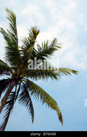 Palmen, niedrige Winkel Ansicht Stockfoto