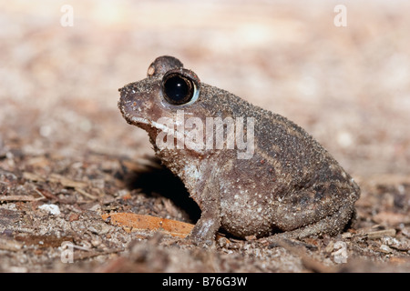 Östlichen katzenähnliche, Scaphiopus holbrookii Stockfoto