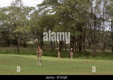 Rothschild Giraffe Giraffe Manor Nairobi Kenia Stockfoto