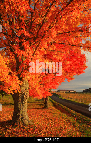 Dawn, Western Highland County, Virginia, USA Stockfoto