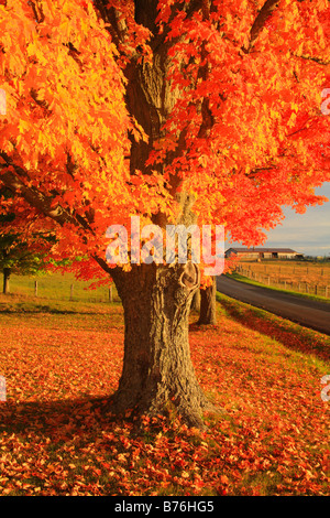 Dawn, Western Highland County, Virginia, USA Stockfoto