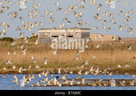 Cley Reserve Nord verstecken mit Goldregenpfeifer Herde Norfolk Uk Dezember Stockfoto