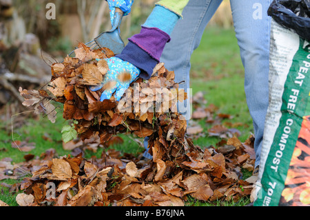 Gärtner Rechen lässt auf Rasen vor dem sammeln um in Kompost in Plastiksack Dezember machen Stockfoto