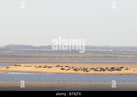 Gemeinsamen Seehunde Phoca Vitulina holte auf Sandbänken mit Küste in Ferne Norfolk UK Stockfoto