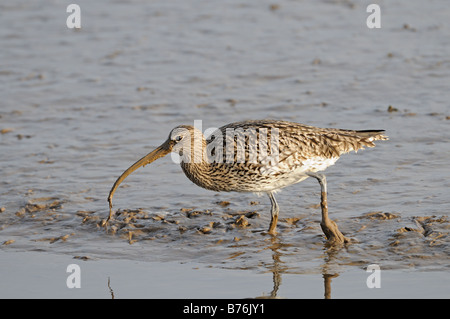 Brachvogel Numenius Arquata Fütterung für Würmer auf inter Gezeiten Wattenmeer Norfolk UK Dezember Stockfoto