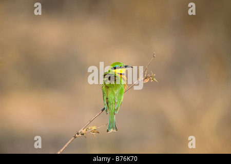 Kleine Bienenfresser thront auf einem Zweig in der Mahenga Game Reserve, Namibia Stockfoto