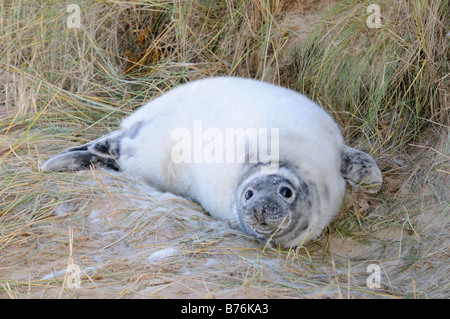 Halichoerus Grypus Grey Seal pup unter Dune im Prozess der Mauser in Erwachsenen Mantel Norfolk UK Dezember Stockfoto