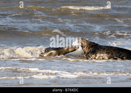 Graue Dichtung Halichoerus Grypus männlich und weiblich in Surfen Norfolk UK Dezember Stockfoto