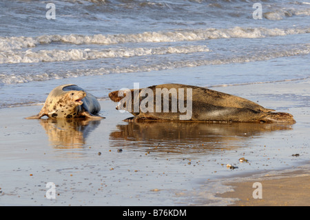 Grey Seal Halichoerus Grypus männliche und weibliche an Gewässern Kante Norfolk UK Dezember Stockfoto