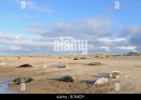 Grey Halichoerus Grypus Robbenkolonie mit Welpen am Strand Blakeney Point Norfolk UK Dezember Stockfoto