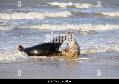 Graue Dichtung Halichoerus Grypus männlich und weiblich in Surfen Norfolk UK Dezember Stockfoto