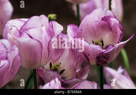 Triumph Tulipa Shirley Photograhed im Keukenhof Gärten in den Niederlanden Lisse Stockfoto