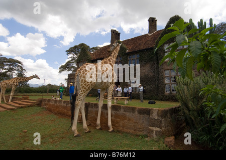 Rothschild Giraffe Giraffe Manor Nairobi Kenia Stockfoto