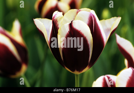 Triumph Tulipa Gavota Photograhed im Keukenhof Gärten in den Niederlanden Lisse Stockfoto