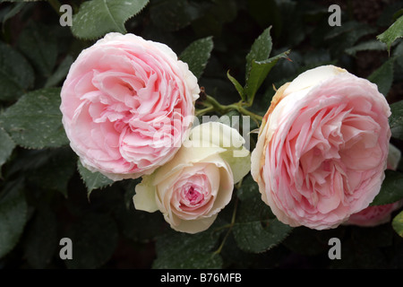 Rosa Heritage rosa Strauchrose Stockfoto