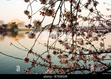 Kirschblüten blühen entlang der Tidal Basin bei Sonnenaufgang in Washington, DC auf Donnerstag, 30. März 2006. Stockfoto