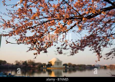 Kirschblüten blühen entlang der Tidal Basin bei Sonnenaufgang in Washington, DC auf Donnerstag, 30. März 2006. Stockfoto