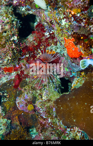 einzelne Spotfin Lionfish umgeben von farbenprächtigen Korallen des Great Barrier Reef Australien Stockfoto