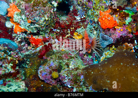 einzelne Spotfin Lionfish umgeben von farbenprächtigen Korallen des Great Barrier Reef Australien Stockfoto