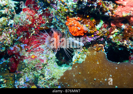 einzelne Spotfin Lionfish umgeben von farbenprächtigen Korallen des Great Barrier Reef Australien Stockfoto