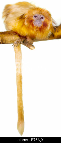 GOLDEN LION TAMARIN Leontopithecus rosalia Stockfoto
