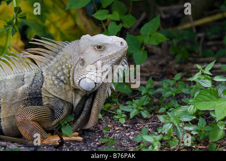 Große Erwachsene männliche grüner Leguan (Iguana Iguana), Florida, USA Stockfoto