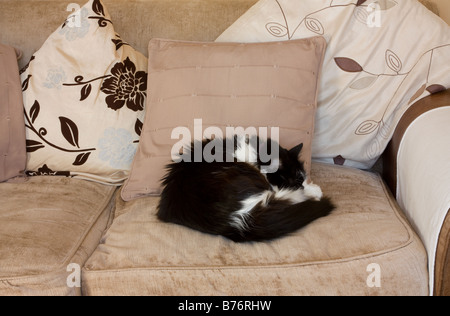 Schwarz / weiß Katze zusammengerollt schlafen auf sofa Stockfoto