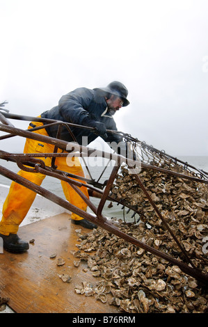 Annapolis, Maryland, der letzte Tag der Oyster Saison an Bord der Skipjack Helen Virginia. Stockfoto