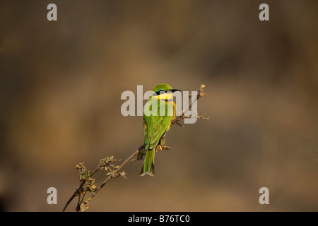 Kleine Bienenfresser thront auf einem Zweig in der Mahenga Game Reserve, Namibia Stockfoto