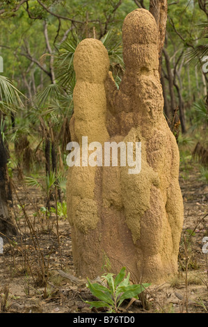 Kathedrale Termiten (Nasutitermes Triodiae) zu montieren, mit überlappenden Ausbuchtungen der verschiedene Farben nördlich von Lichfield Nationalpark Australien Stockfoto