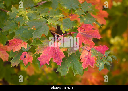 Ahorn Traufe verfärben sich im Herbst in Vemont 6. Oktober 2008 Stockfoto
