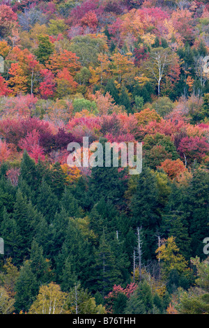 Herbstfarben von Vermont October5 2008 Stockfoto