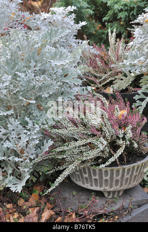 Silber Kreuzkraut (Senecio zinerarie) und gemeinsame Heidekraut (Calluna vulgaris) Stockfoto