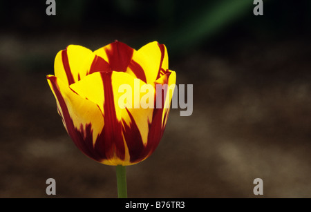 Triumph Tulipa Helmar Photograhed im Keukenhof Gärten in den Niederlanden Lisse Stockfoto