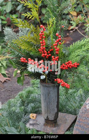 Amerikanische winterberry (Ilex verticilata) Stockfoto