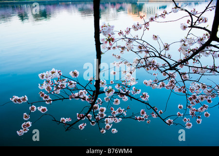 Kirschblüten blühen entlang der Tidal Basin bei Sonnenaufgang in Washington, DC auf Donnerstag, 30. März 2006. Stockfoto