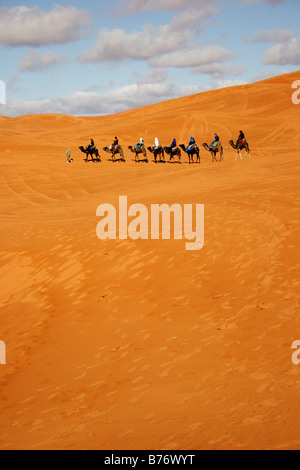 Kamele in Erg Chebbi, Merzouga, Marokko Stockfoto
