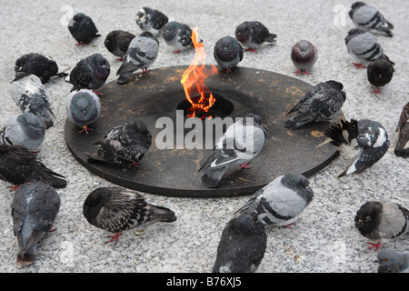 TAUBEN AUFWÄRMEN AM FEUER IM DALEY PLAZA IN DER INNENSTADT VON CHICAGO ILLINOIS USA Stockfoto