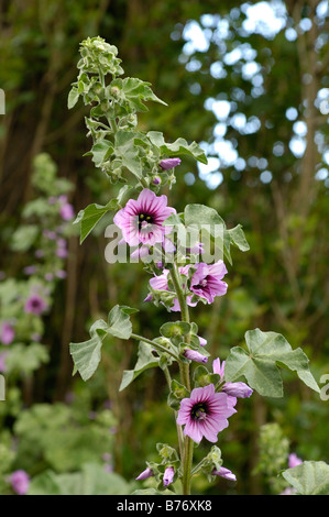 Baum Malve Lavatera arborea Stockfoto