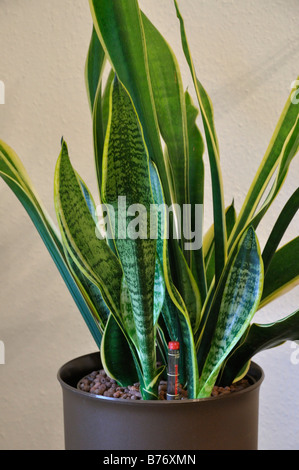 Snake Anlage (Sansevieria trifasciata) Stockfoto