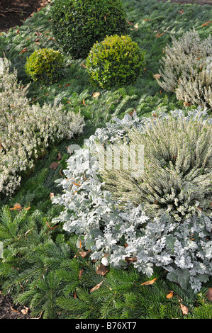 Silber Kreuzkraut (Senecio zinerarie), gemeinsame Heidekraut (Calluna vulgaris) und den gemeinsamen Buchsbaum (buxus sempervirens) Stockfoto