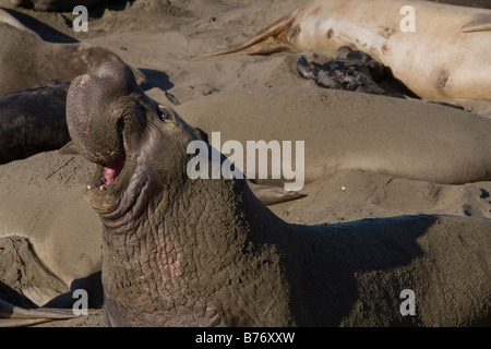 Männlichen See-Elefanten Schutz seines Harems auf Piedras Blancas Beach in San Simeon Stockfoto