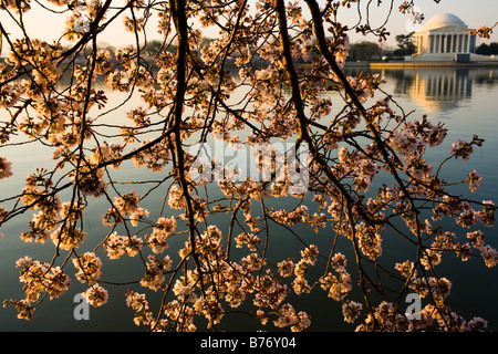 Kirschblüten blühen entlang der Tidal Basin bei Sonnenaufgang in Washington, DC auf Donnerstag, 30. März 2006. Stockfoto