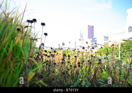 PRAIRIE STYLE LURIE GARDEN IM MILLENNIUM PARK IN DER INNENSTADT VON CHICAGO ILLLINOIS USA Stockfoto